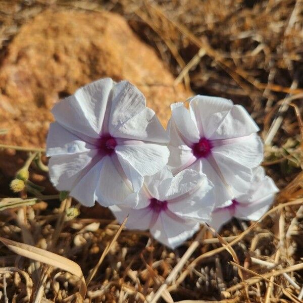 Ipomoea mombassana Flor