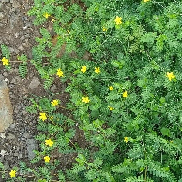 Tribulus cistoides Alkat (teljes növény)