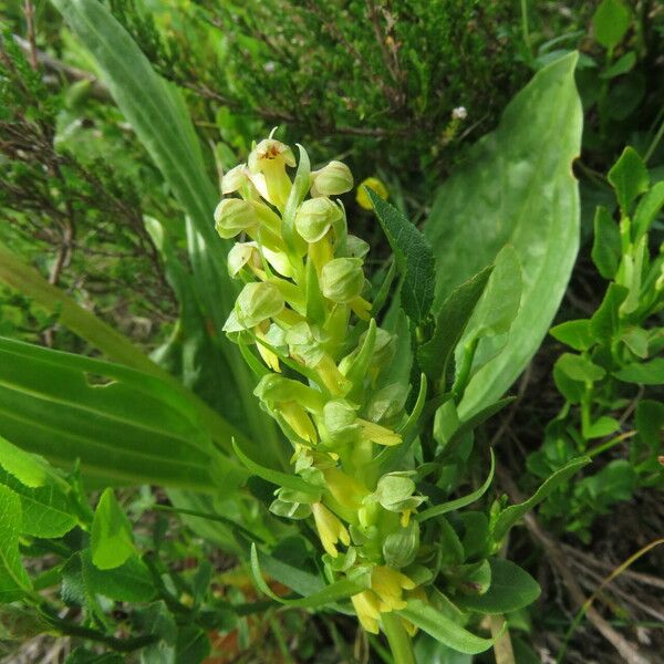 Dactylorhiza viridis Floro