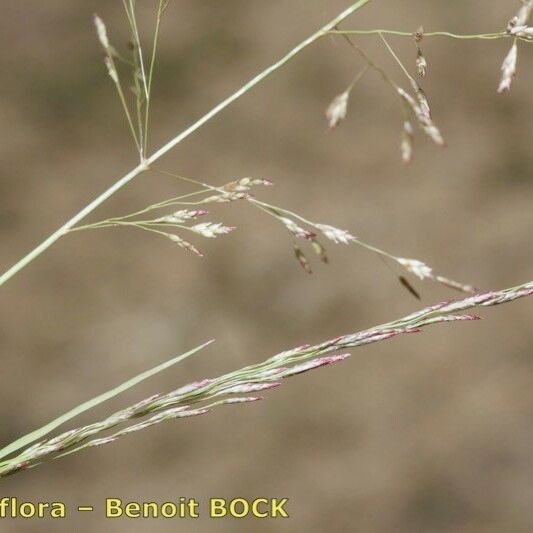 Eragrostis pilosa Muu