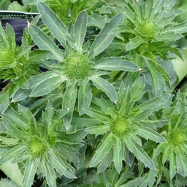 Eryngium planum Blomma