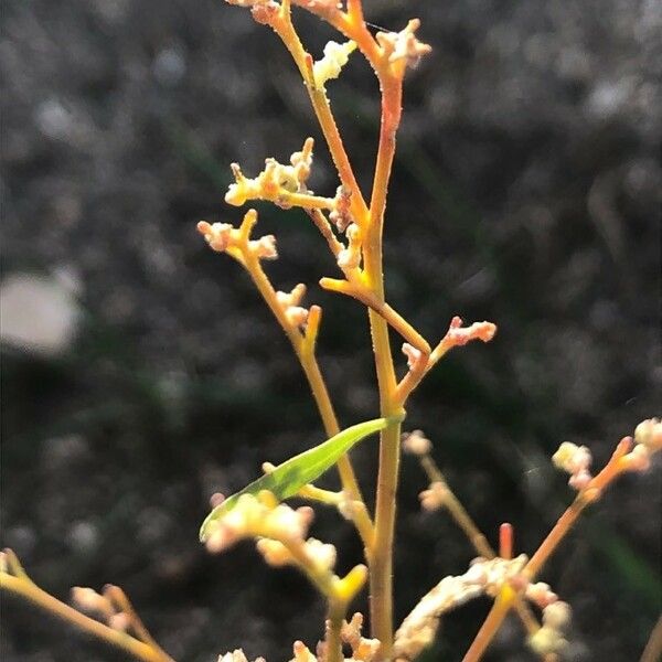 Chenopodium urbicum Flower