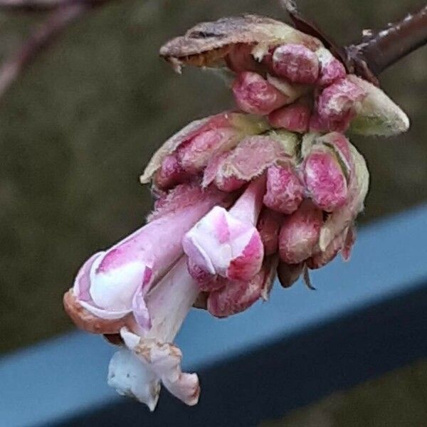 Viburnum × bodnantense Kwiat