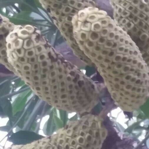 Cussonia spicata Flower