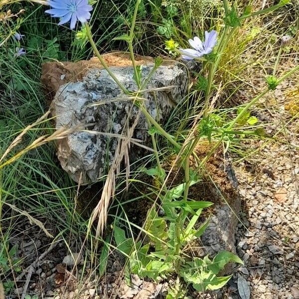 Cichorium endivia Habit