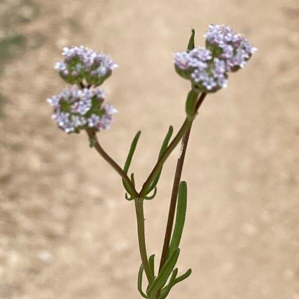 Valeriana coronata Blomst