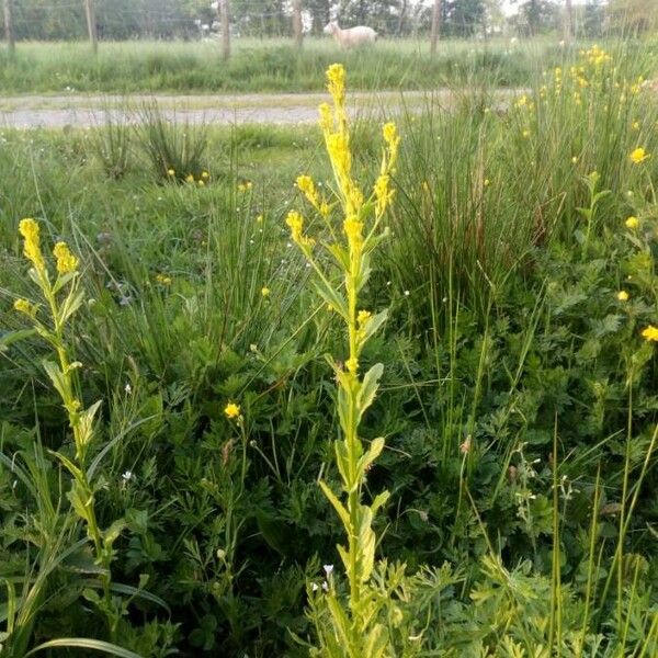 Erysimum virgatum Blüte