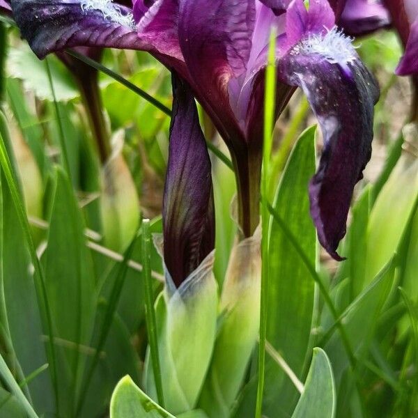 Iris pumila ഇല