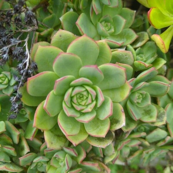 Aeonium haworthii ᱥᱟᱠᱟᱢ