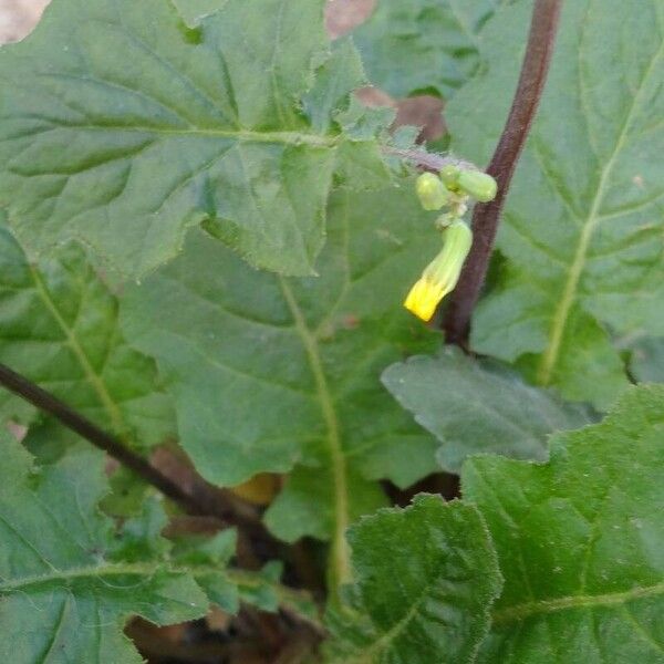 Youngia japonica Flower