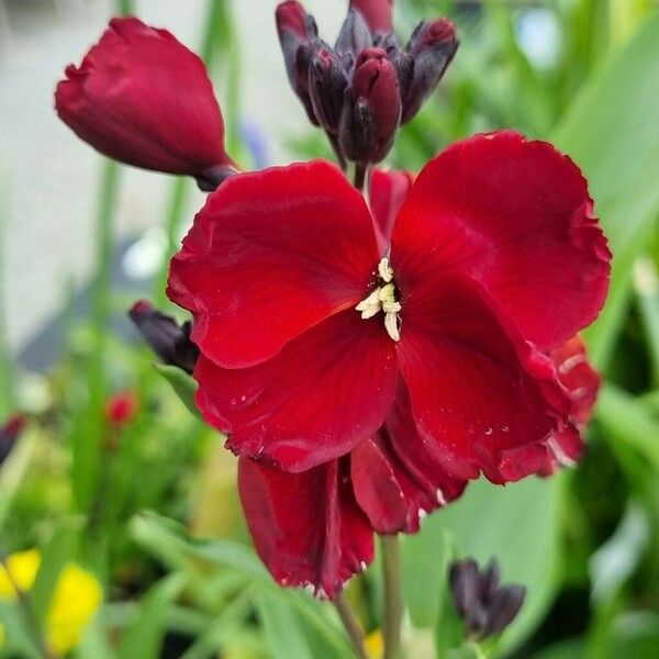 Erysimum × cheiri Blüte