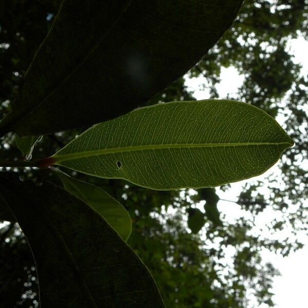 Psiloxylon mauritianum Leaf