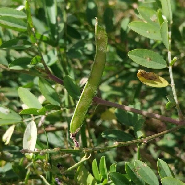 Tephrosia purpurea Vrucht