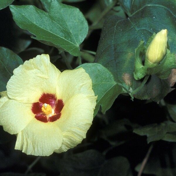 Gossypium herbaceum Kvet