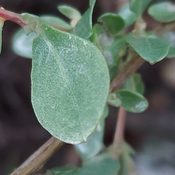 Atriplex glauca पत्ता