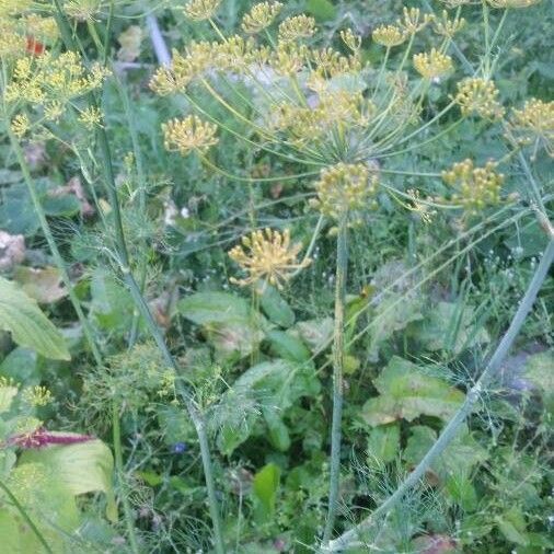 Anethum graveolens Blad