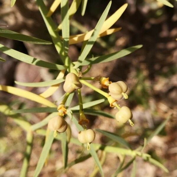 Euphorbia regis-jubae Fruto