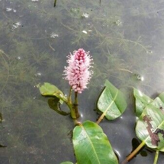 Persicaria amphibia Virág