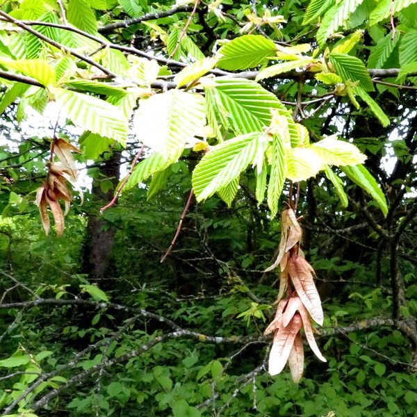 Carpinus betulus Vrucht