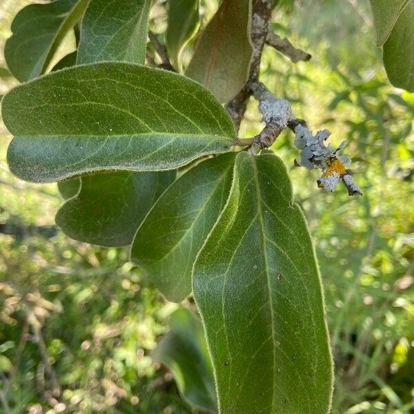 Ximenia americana Leaf