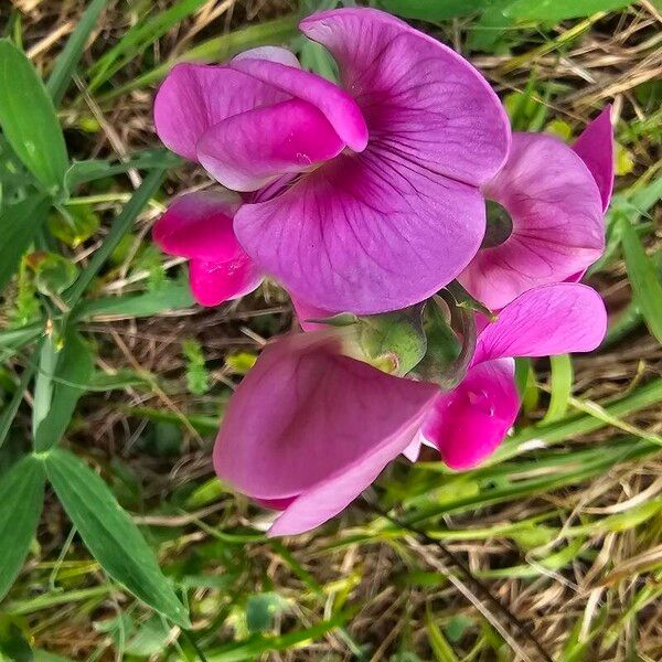 Lathyrus latifolius Flower