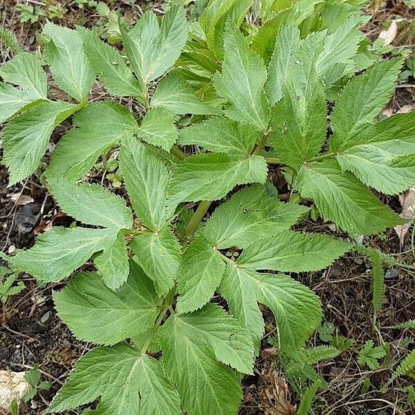 Angelica archangelica Feuille