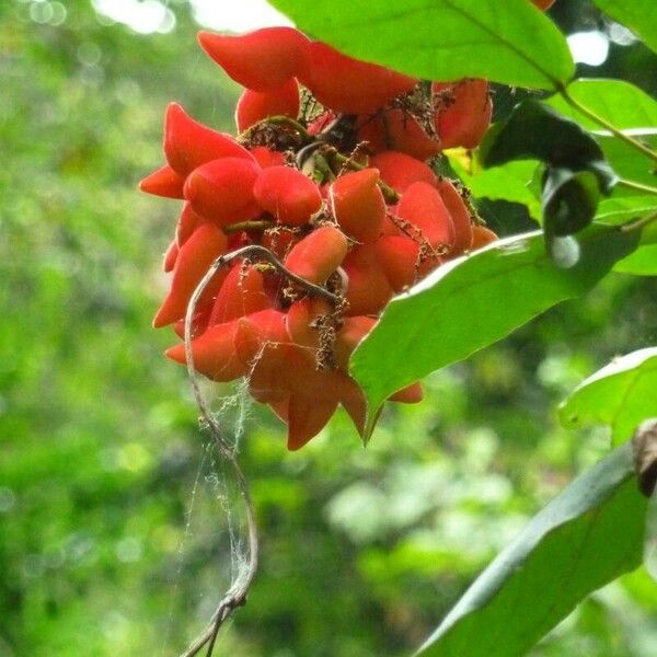 Cnestis ferruginea Blomst