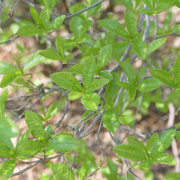 Rhododendron periclymenoides Leaf