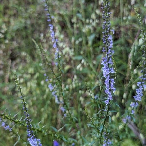 Anarrhinum bellidifolium 形態