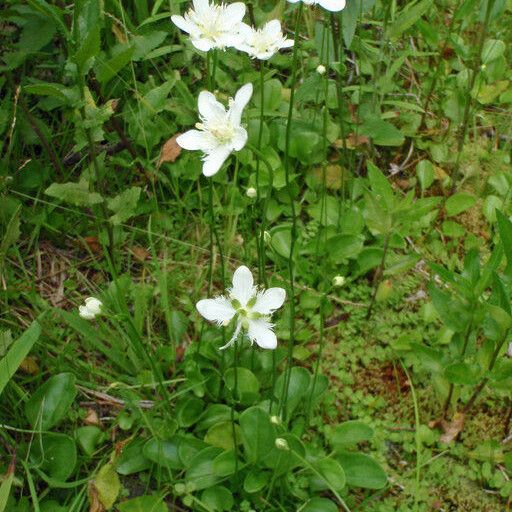 Parnassia cirrata Habit