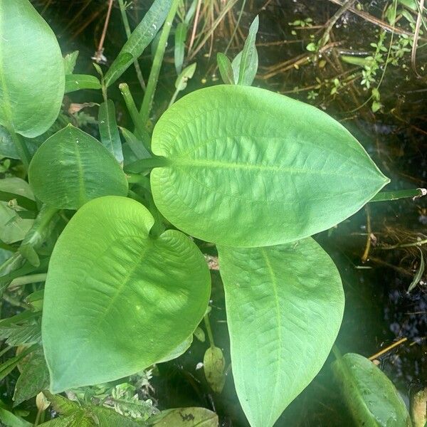 Alisma plantago-aquatica Leaf