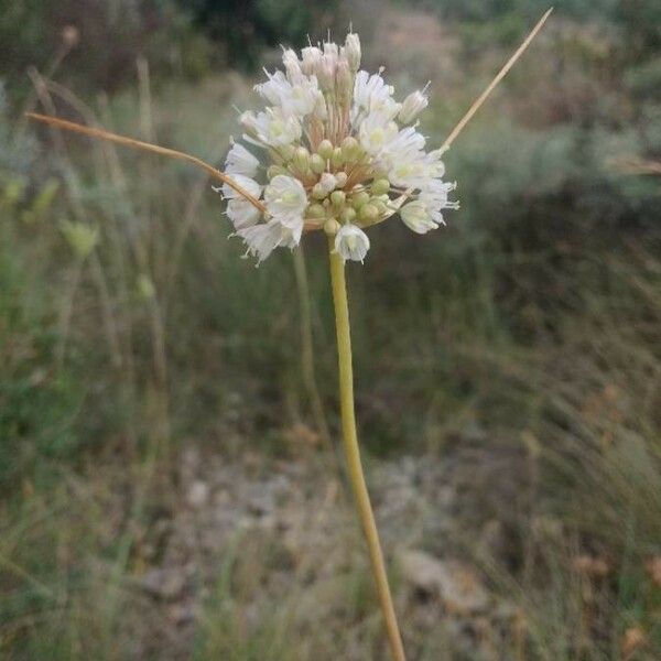 Allium pallens Kukka