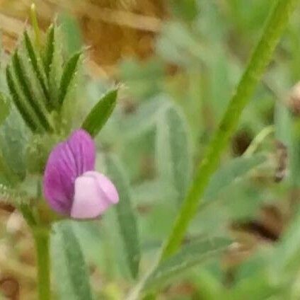 Vicia lathyroides Blomma