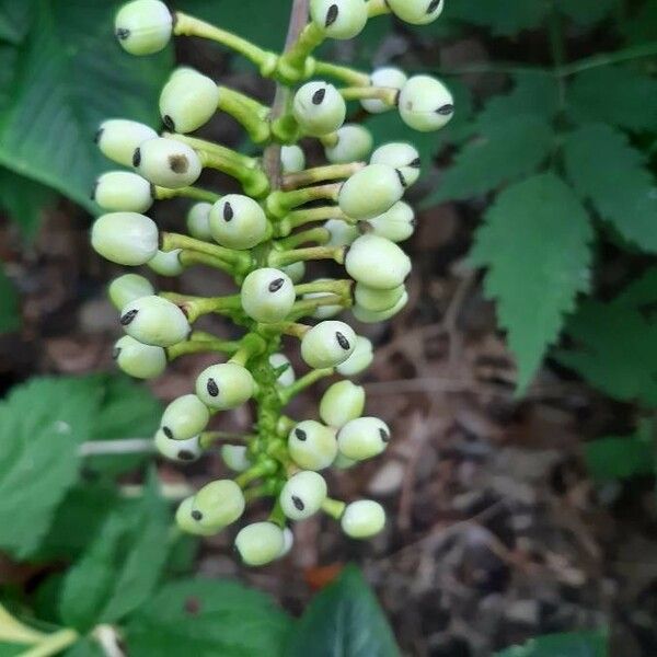 Actaea pachypoda Frukto