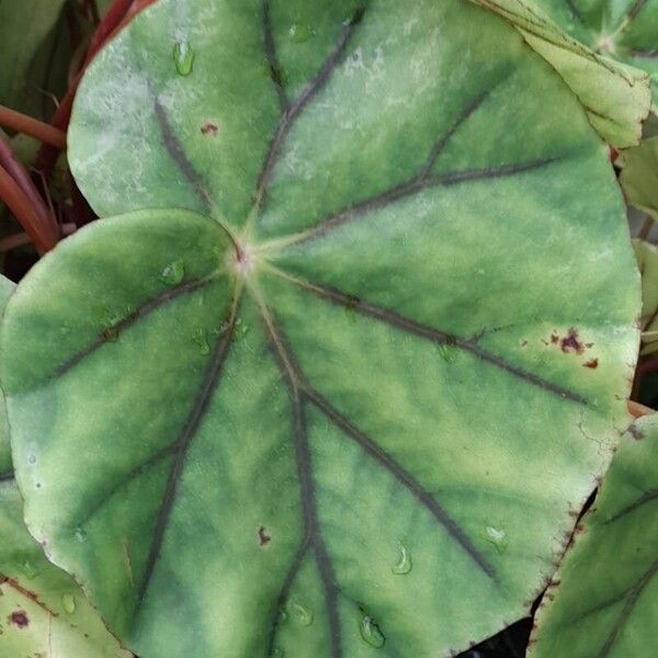 Begonia glandulosa List