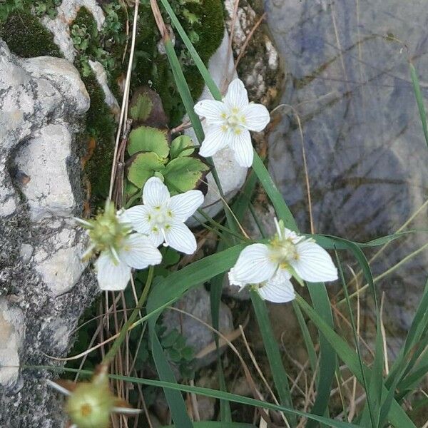 Parnassia palustris Кветка