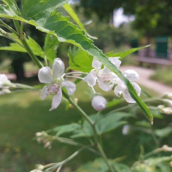 Ripariosida hermaphrodita Květ