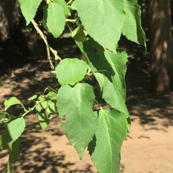 Croton megalobotrys Buveinė