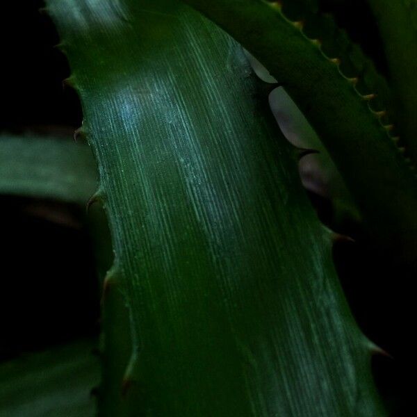 Bromelia pinguin Leht