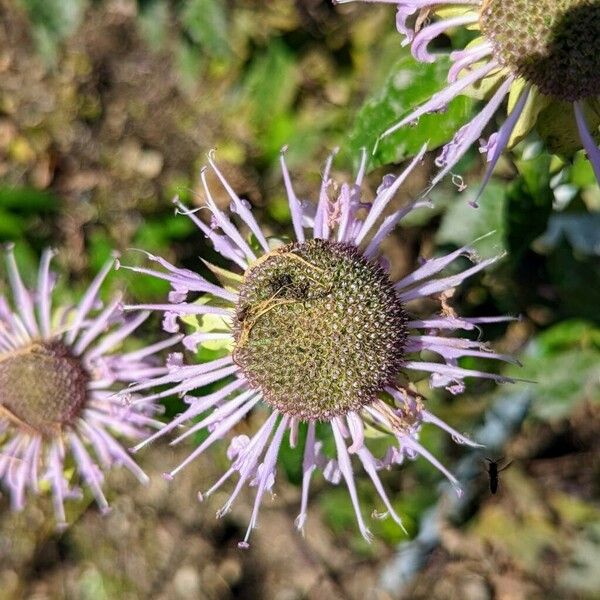 Monarda fistulosa Flower