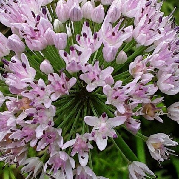 Allium tuberosum ফুল