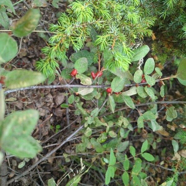 Shepherdia canadensis Φρούτο