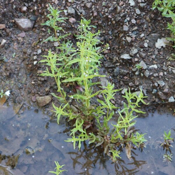 Veronica anagalloides Habitus