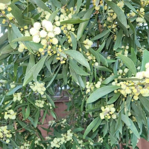 Acacia melanoxylon ফুল