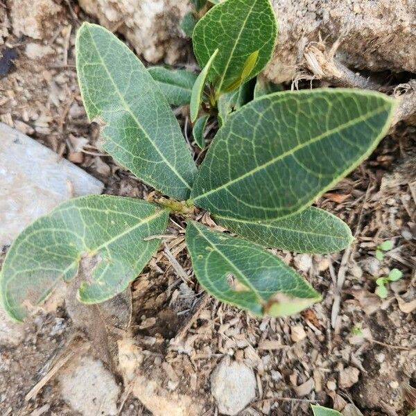 Boscia mossambicensis Blatt