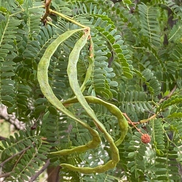 Acacia karroo Gyümölcs