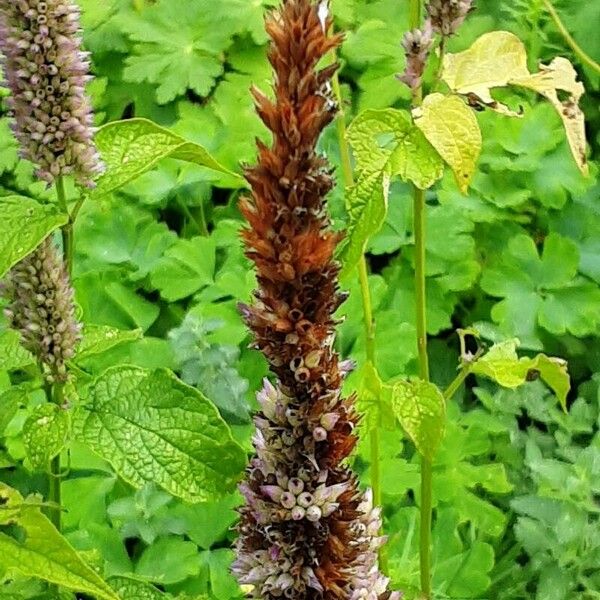 Agastache foeniculum Fruit