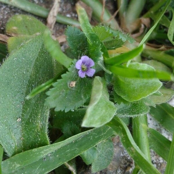 Stemodia verticillata Kukka