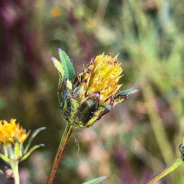 Bidens frondosa Fiore