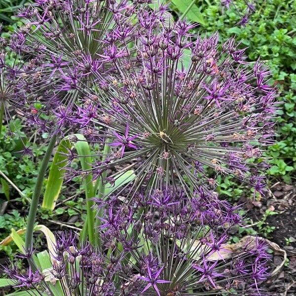 Allium cristophii Blüte